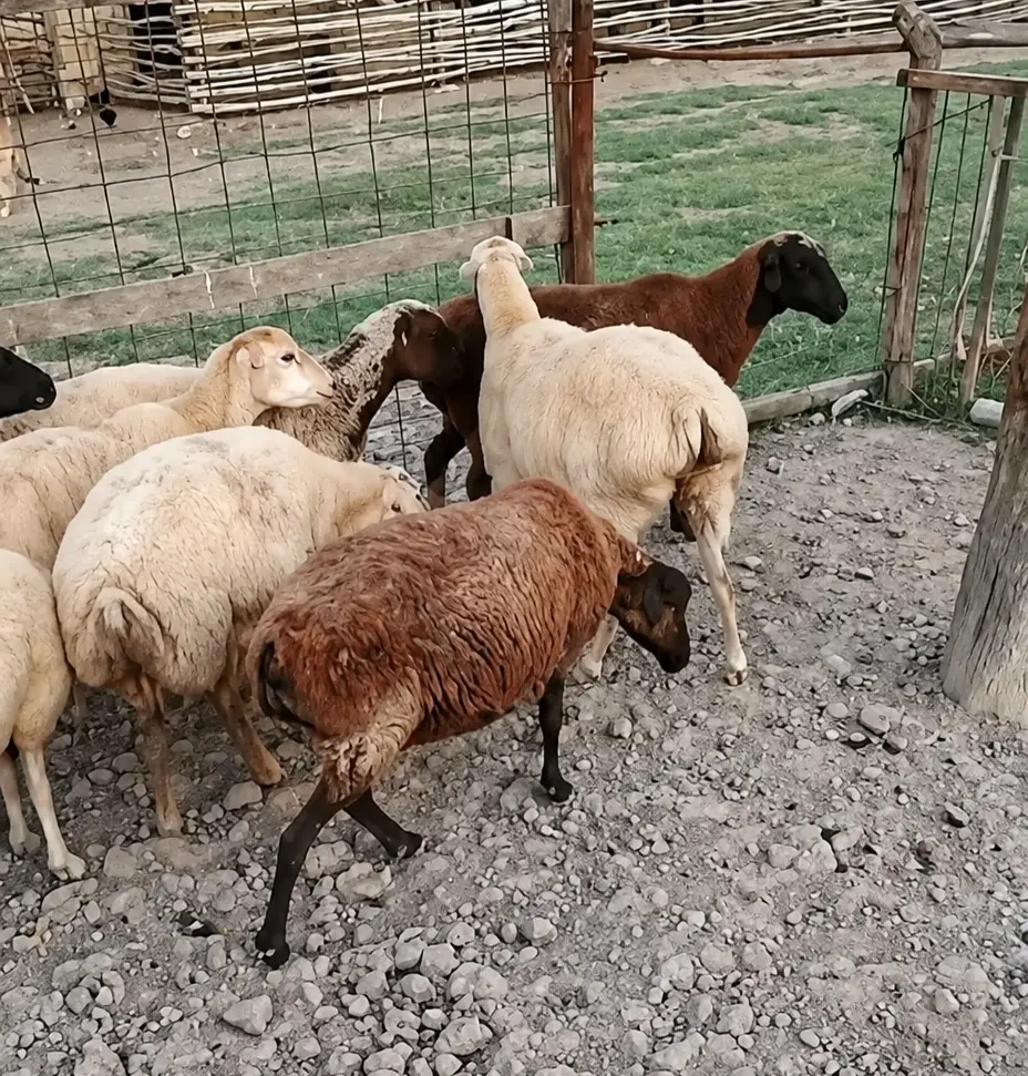 Qoyunlar — Heyvanlar, Quşlar, Balıqlar, Kürdəmir