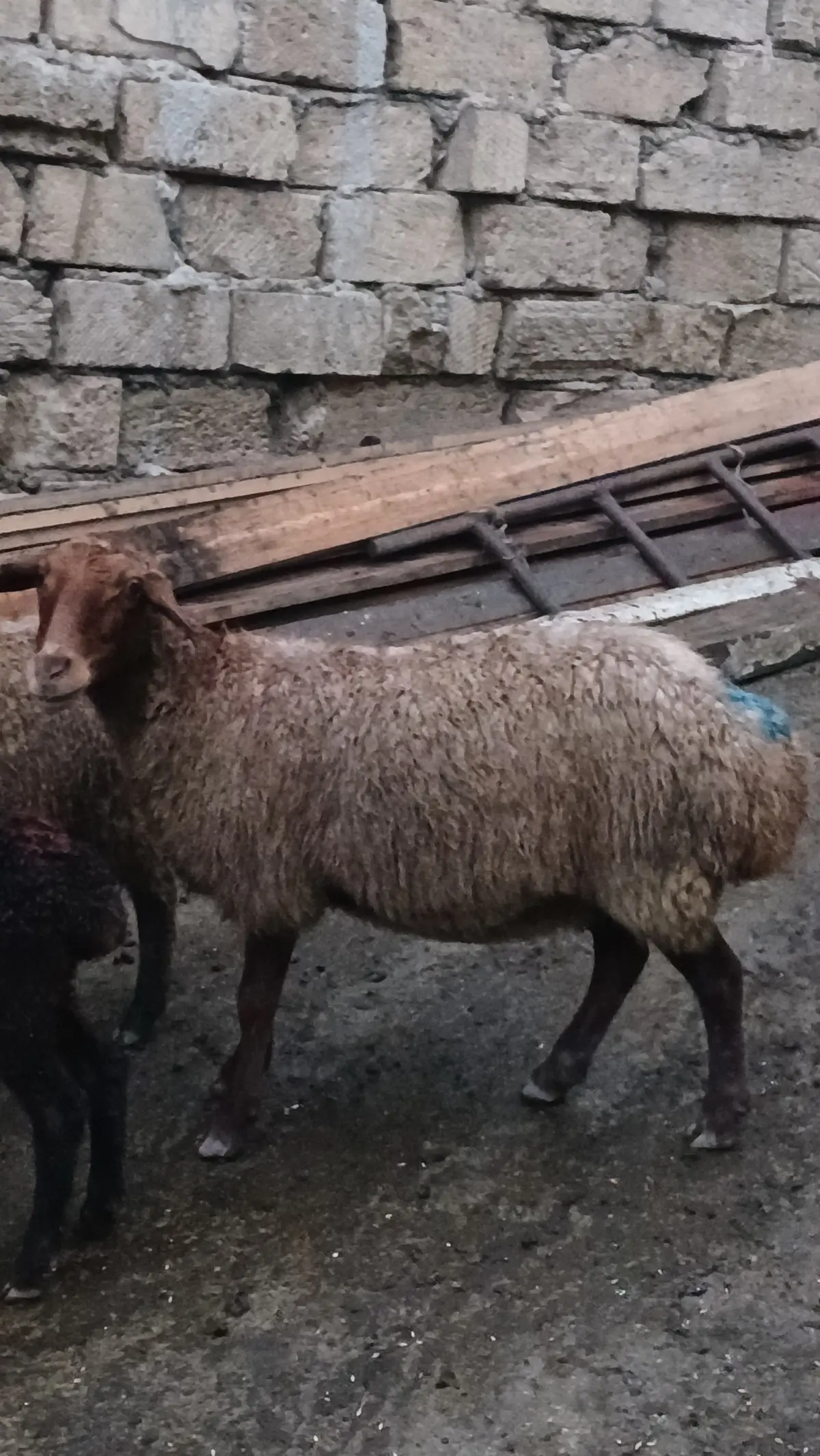 Qoyunlar — Heyvanlar, Quşlar, Balıqlar, Quba
