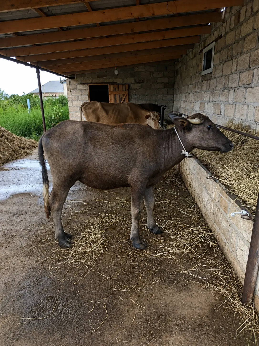 Camışlar — Heyvanlar, Quşlar, Balıqlar, Şabran