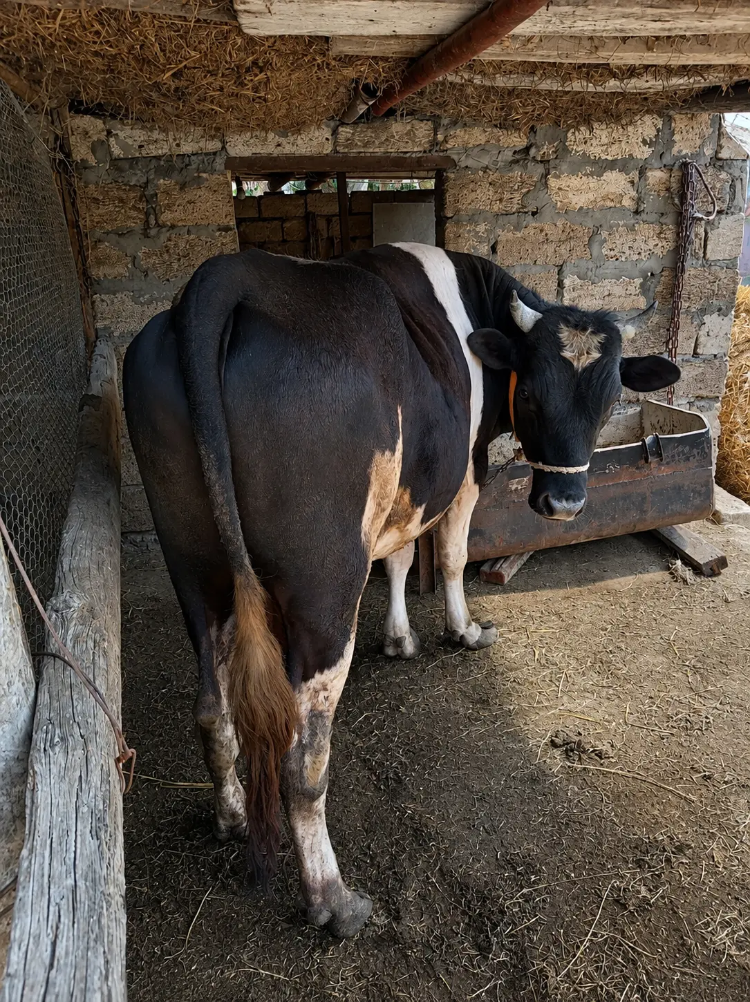Cöngə — Heyvanlar, Quşlar, Balıqlar, Xaçmaz