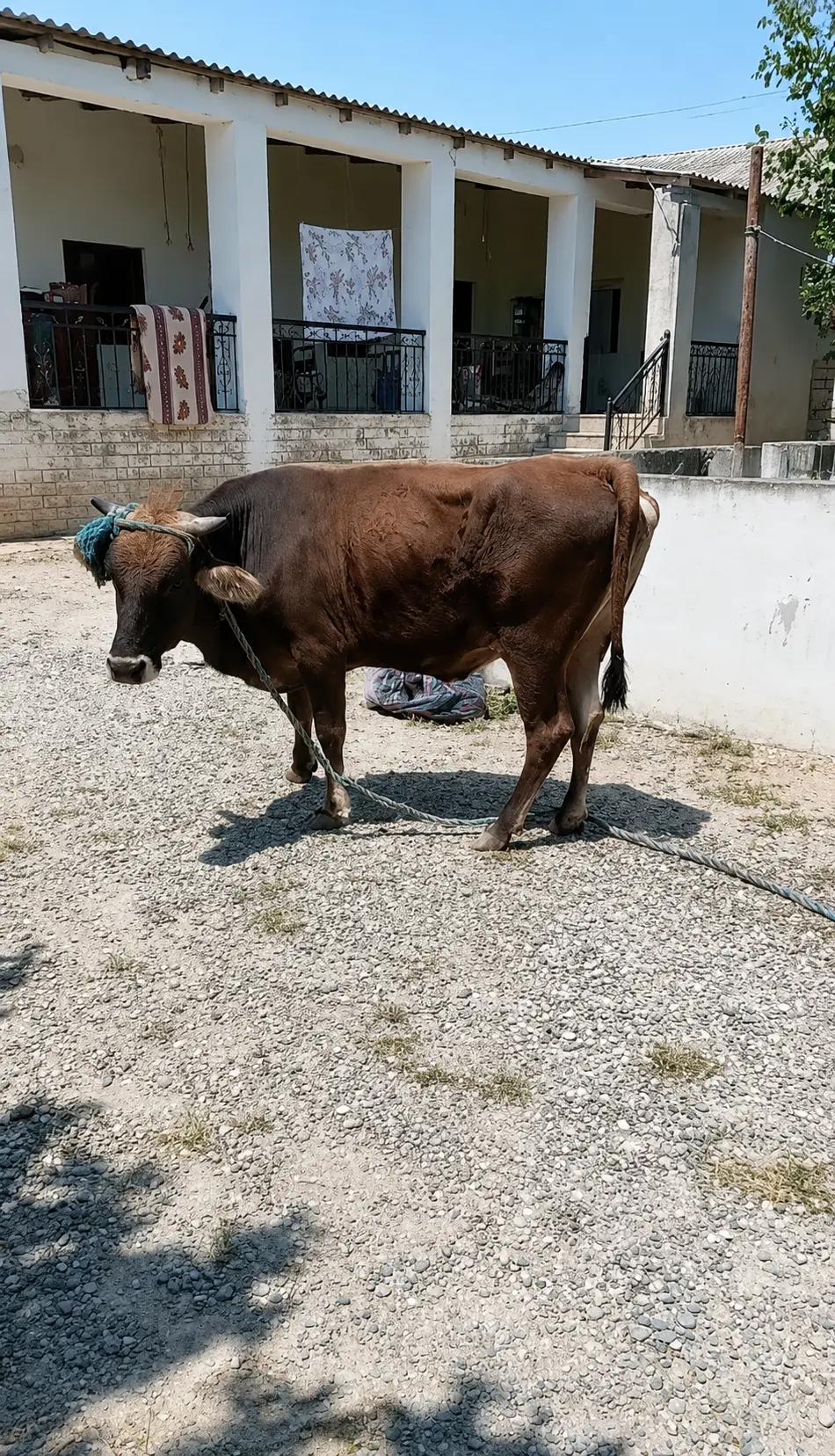 Düyə — Heyvanlar, Quşlar, Balıqlar, Bakı