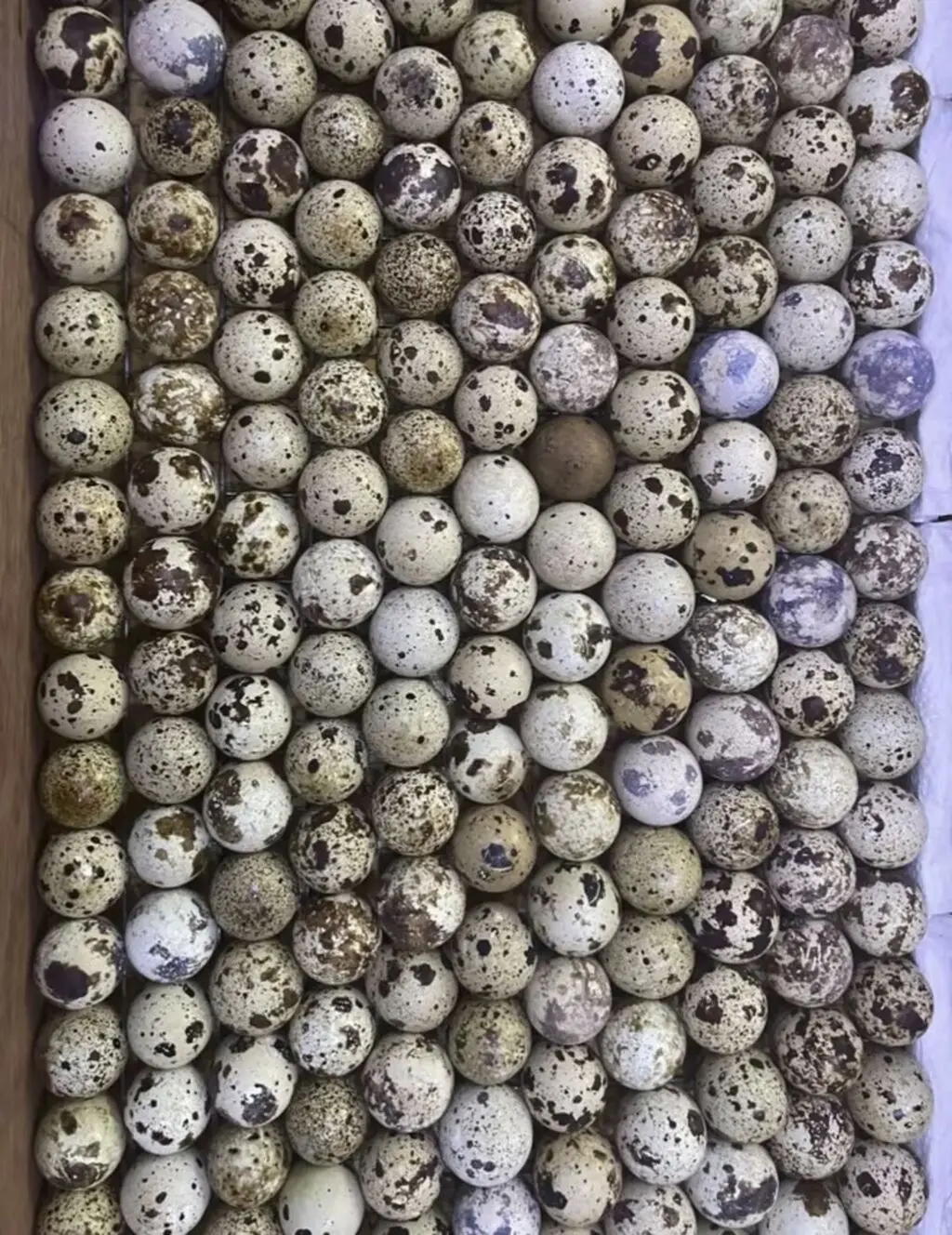 Bildirçin yumurtası — Heyvanlar, Quşlar, Balıqlar, Bakı