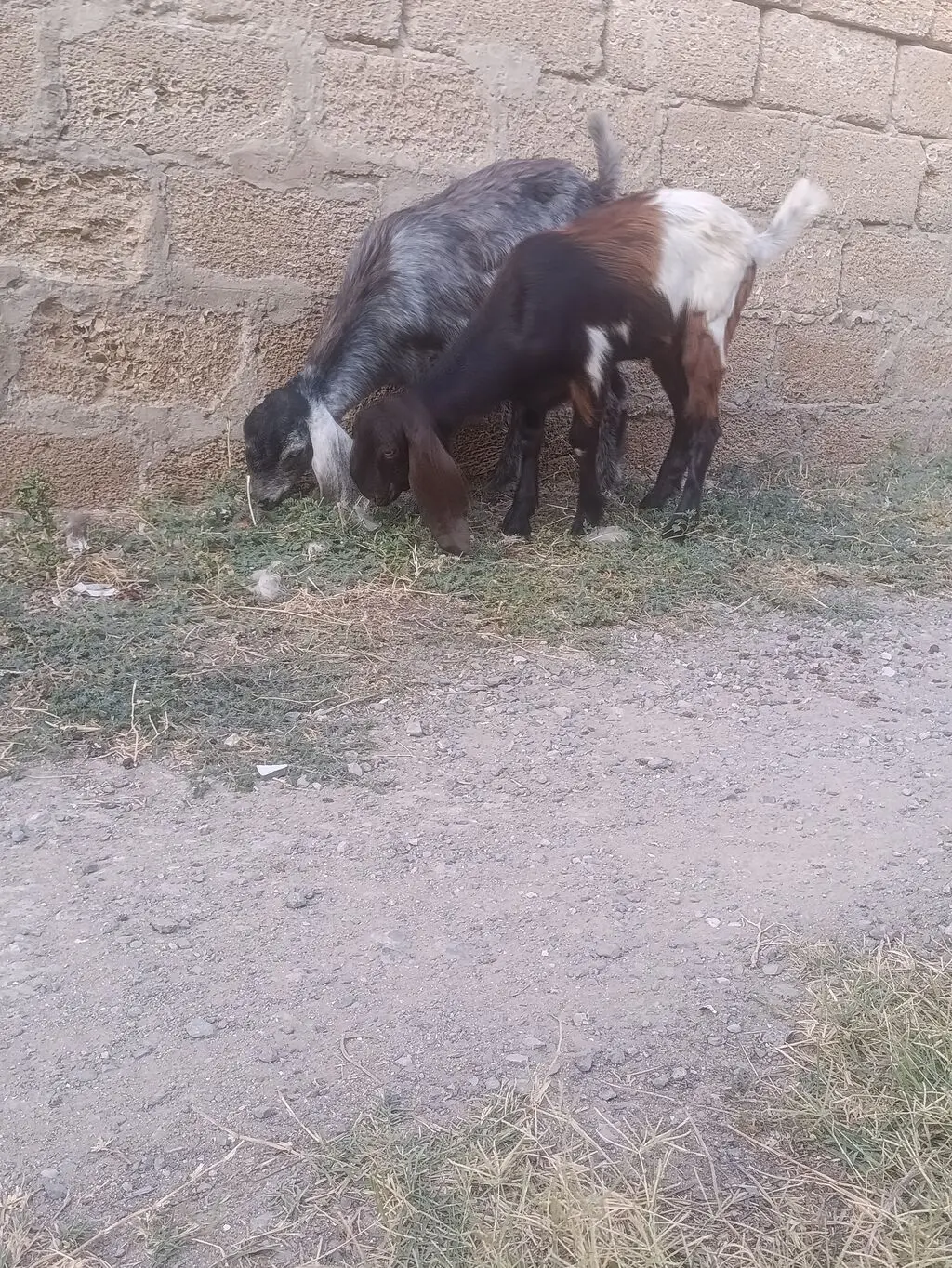 Keçilər — Heyvanlar, Quşlar, Balıqlar, Bakı