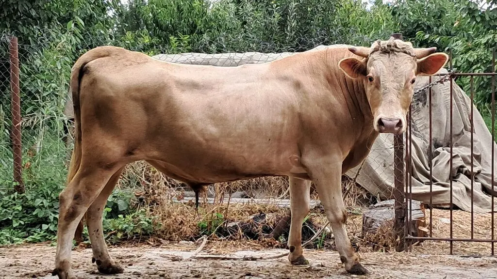 Dana — Heyvanlar, Quşlar, Balıqlar, Quba