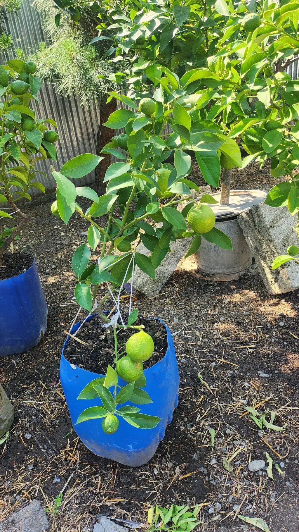 Limon tingi — Dənlilər, Otlar Yemlər,  Bitkilər, İsmayıllı