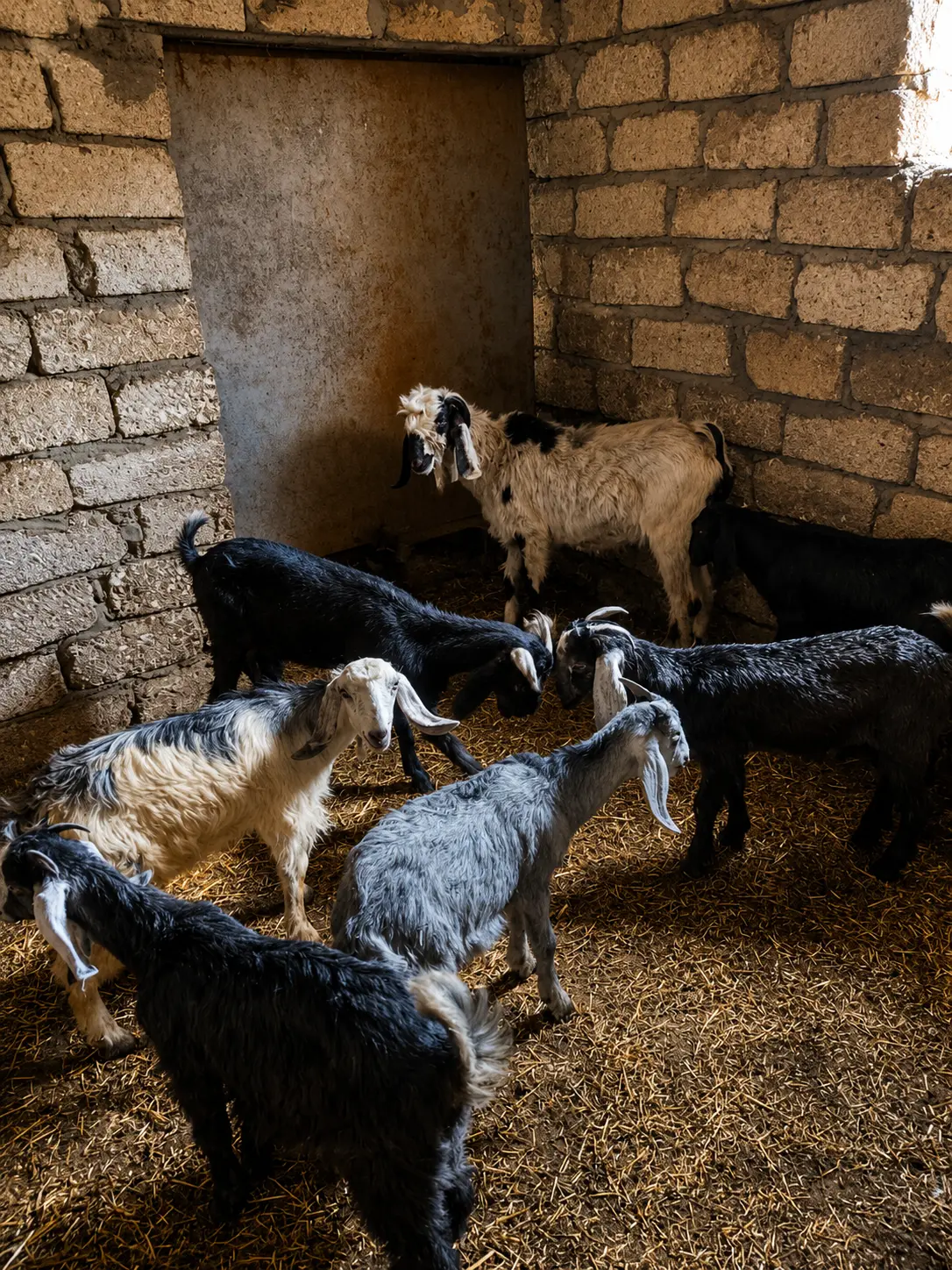 Keçilər — Heyvanlar, Quşlar, Balıqlar, Bakı