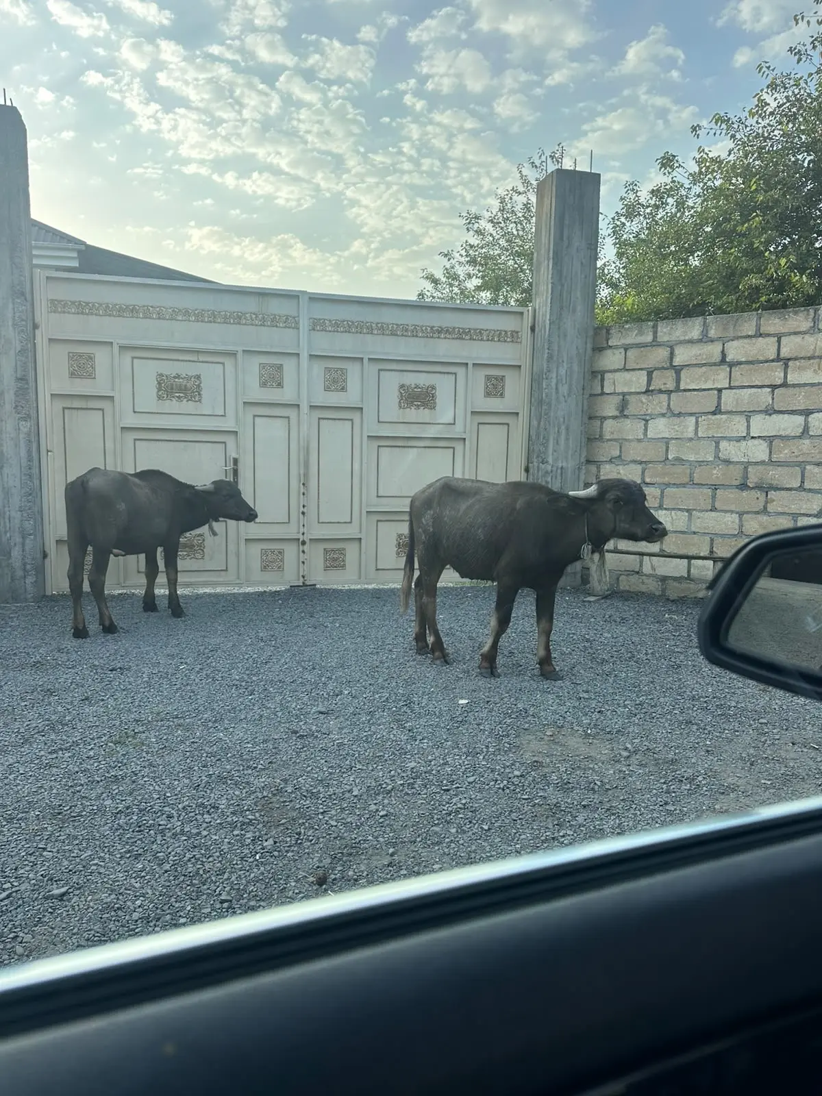 Camışlar — Heyvanlar, Quşlar, Balıqlar, Zaqatala