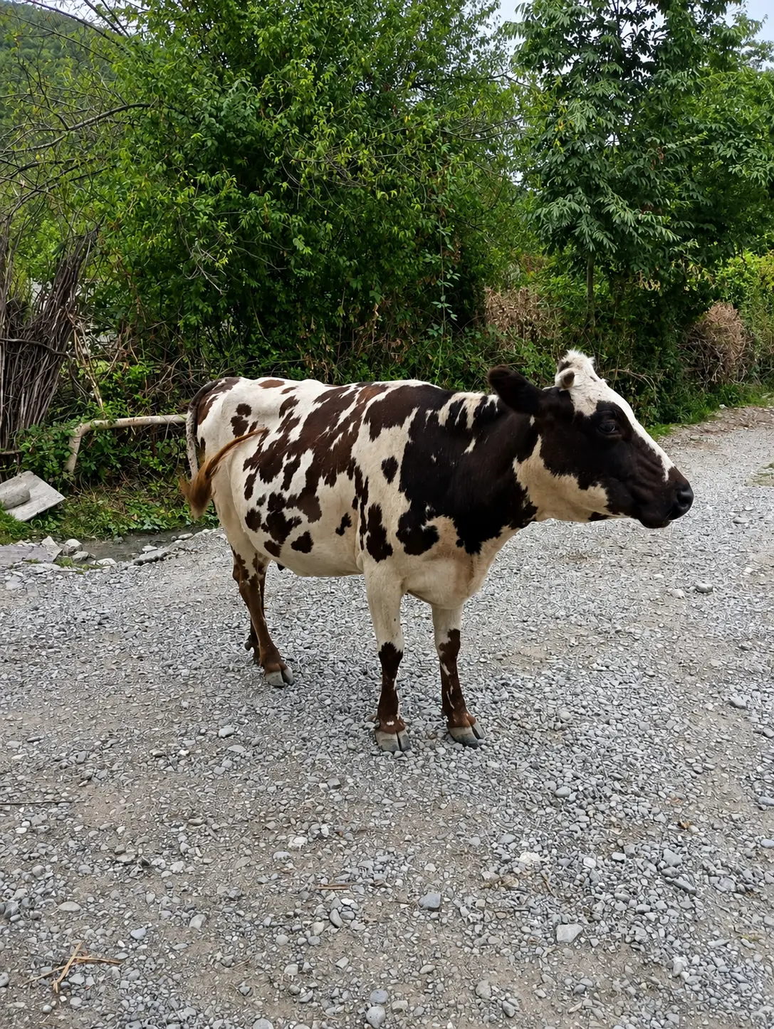 Balalı inək — Heyvanlar, Quşlar, Balıqlar, Oğuz