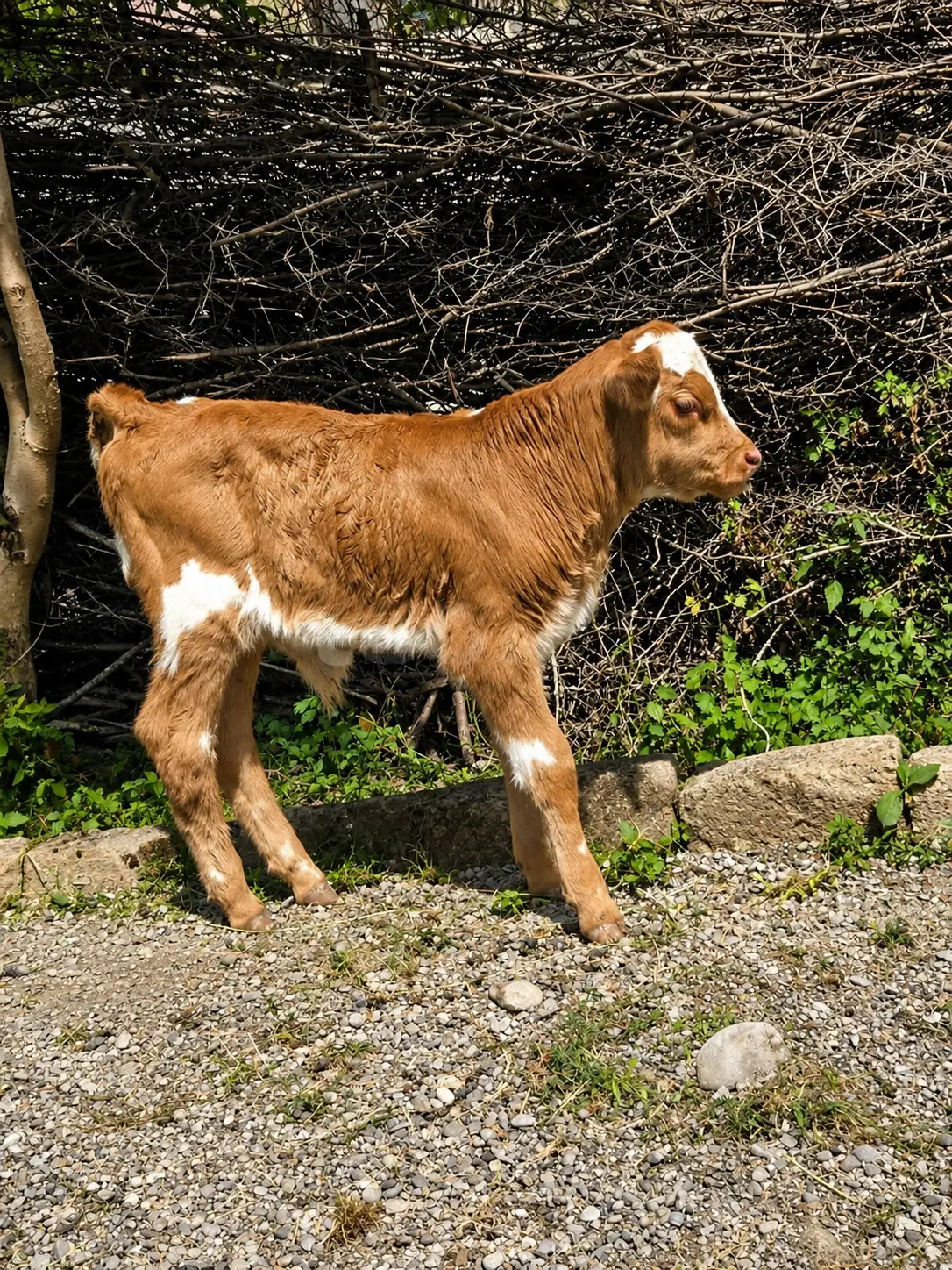 Balalı inək — Heyvanlar, Quşlar, Balıqlar, Oğuz