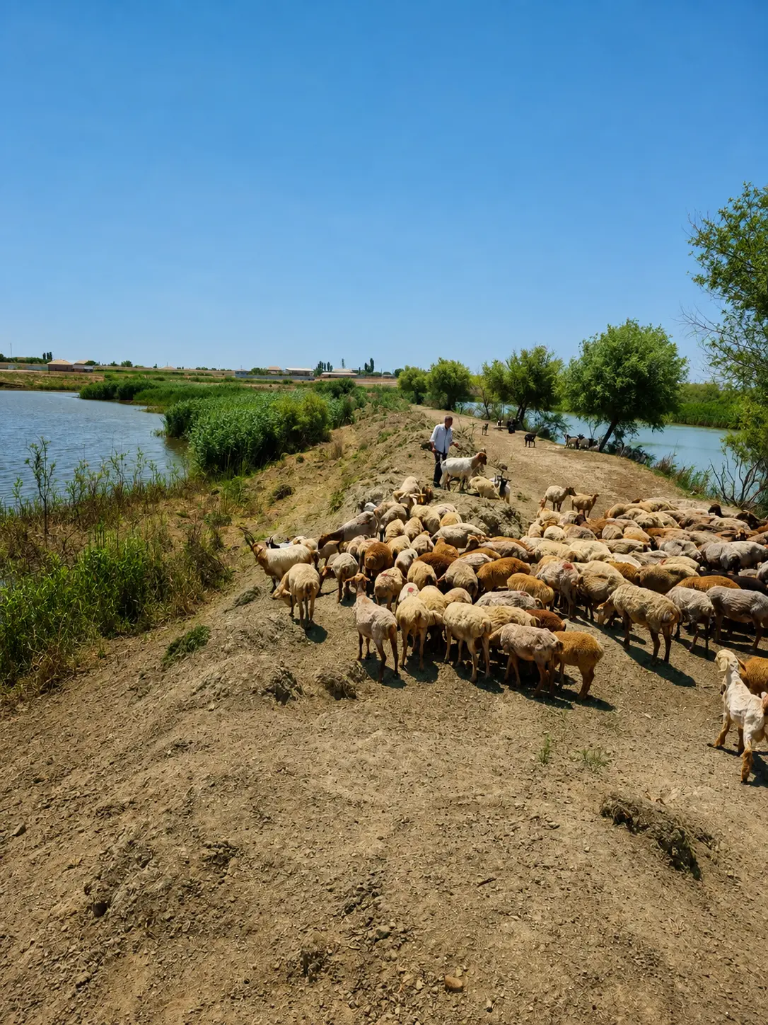 Qoyunlar — Heyvanlar, Quşlar, Balıqlar, Salyan