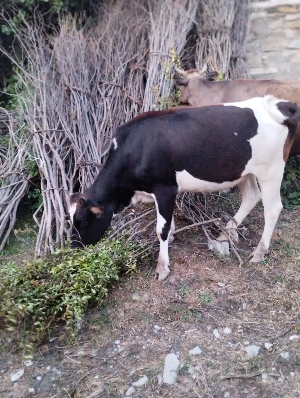 Dana — Heyvanlar, Quşlar, Balıqlar, İsmayıllı