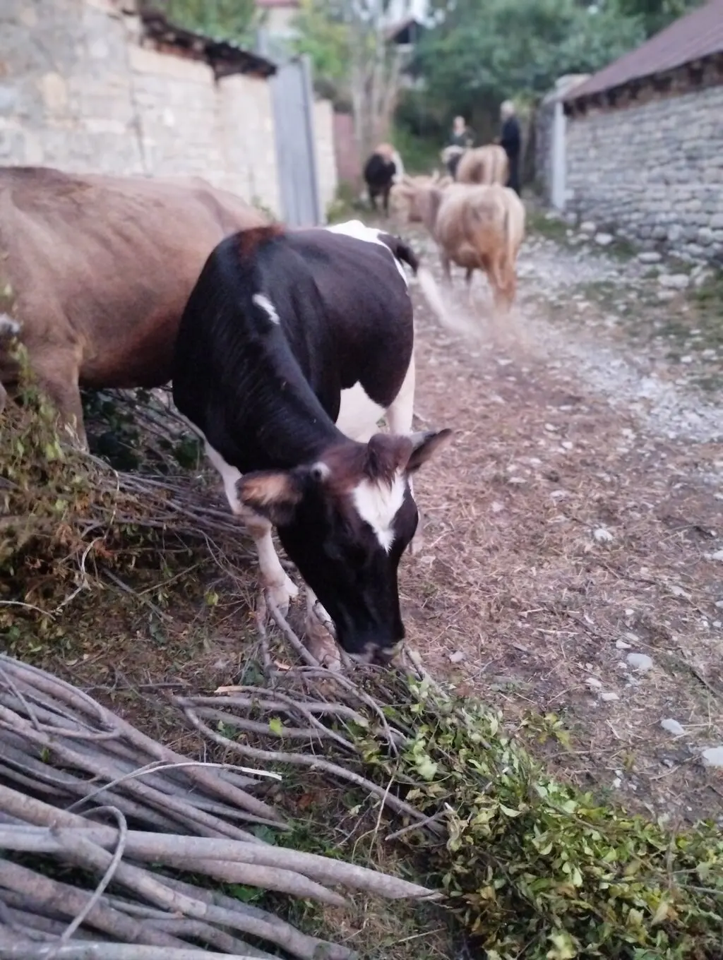 Dana — Heyvanlar, Quşlar, Balıqlar, İsmayıllı