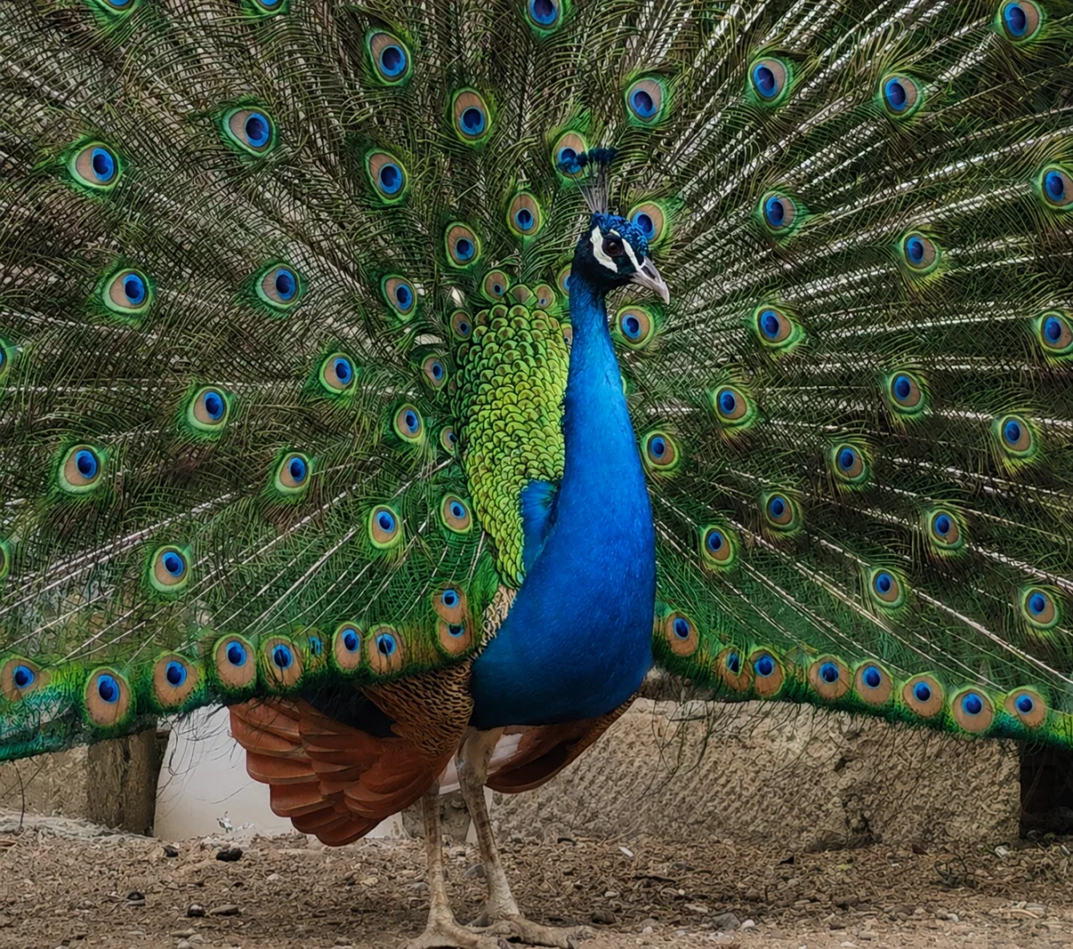 Tovuzquşu — Heyvanlar, Quşlar, Balıqlar, Bakı