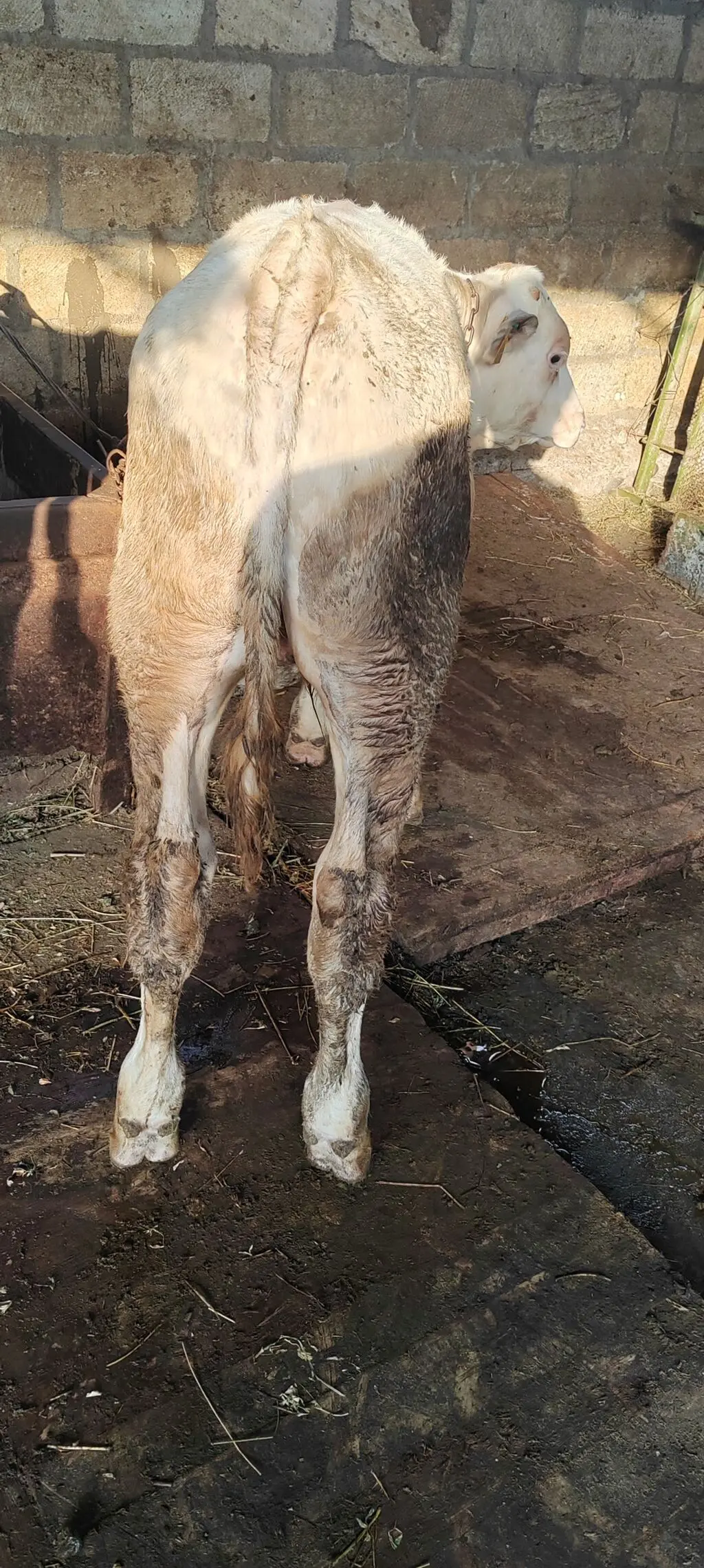 Dana — Heyvanlar, Quşlar, Balıqlar, Samux