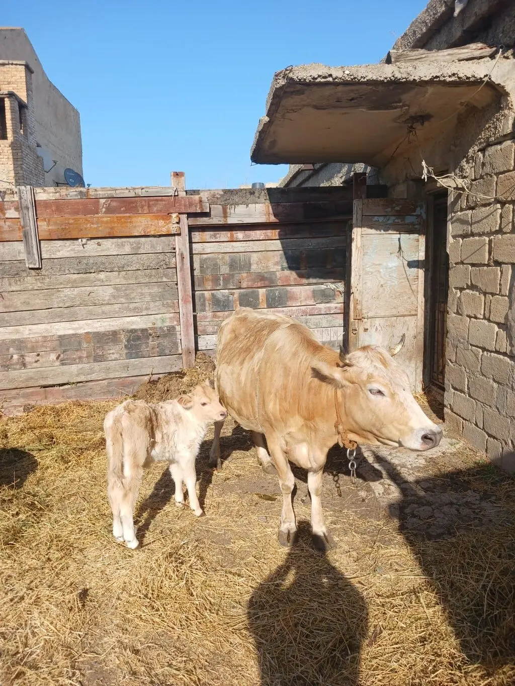 Balalı inək — Heyvanlar, Quşlar, Balıqlar, Sumqayıt