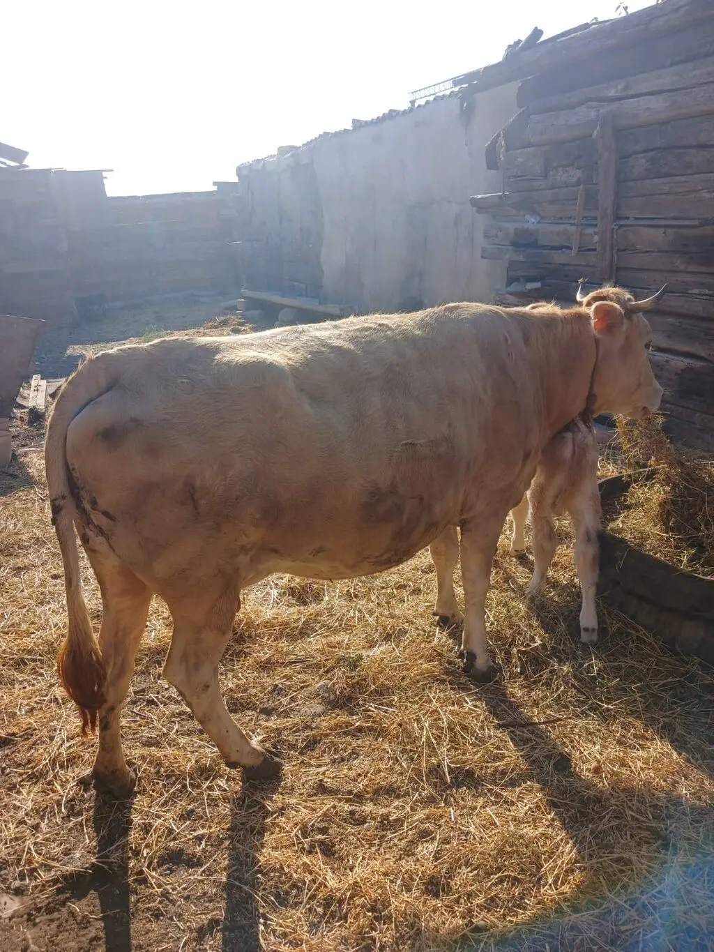 Balalı inək — Heyvanlar, Quşlar, Balıqlar, Sumqayıt