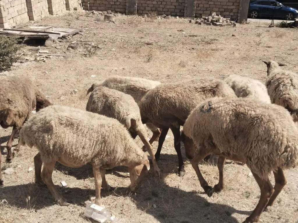 Qoyunlar — Heyvanlar, Quşlar, Balıqlar, Bakı