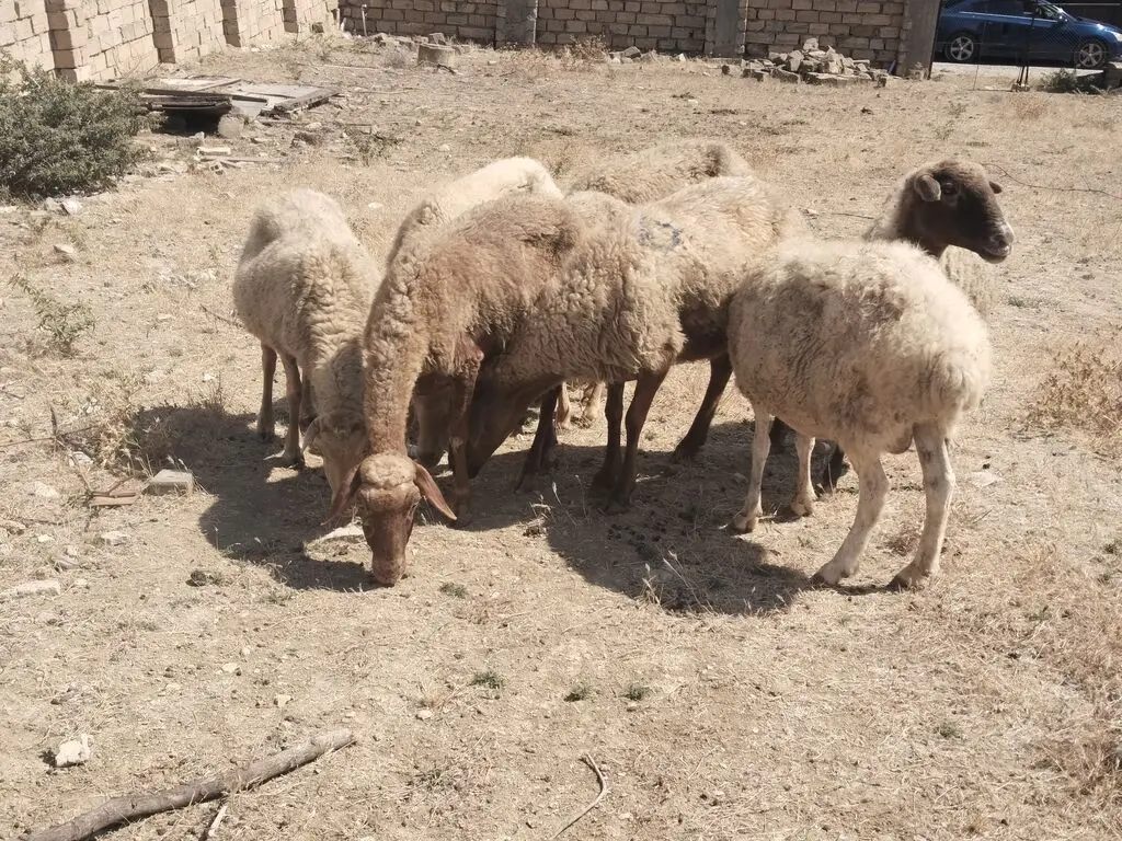 Qoyunlar — Heyvanlar, Quşlar, Balıqlar, Bakı