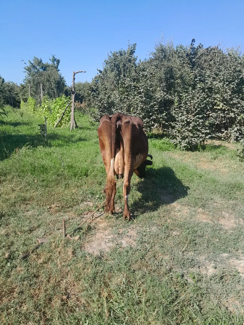 İnəklər — Heyvanlar, Quşlar, Balıqlar, Quba