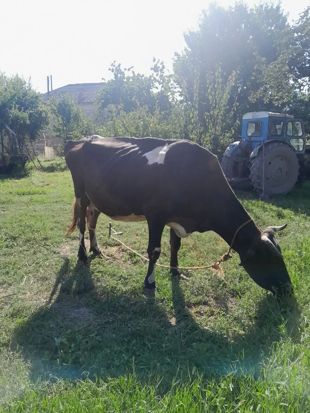 İnəklər — Heyvanlar, Quşlar, Balıqlar, Quba