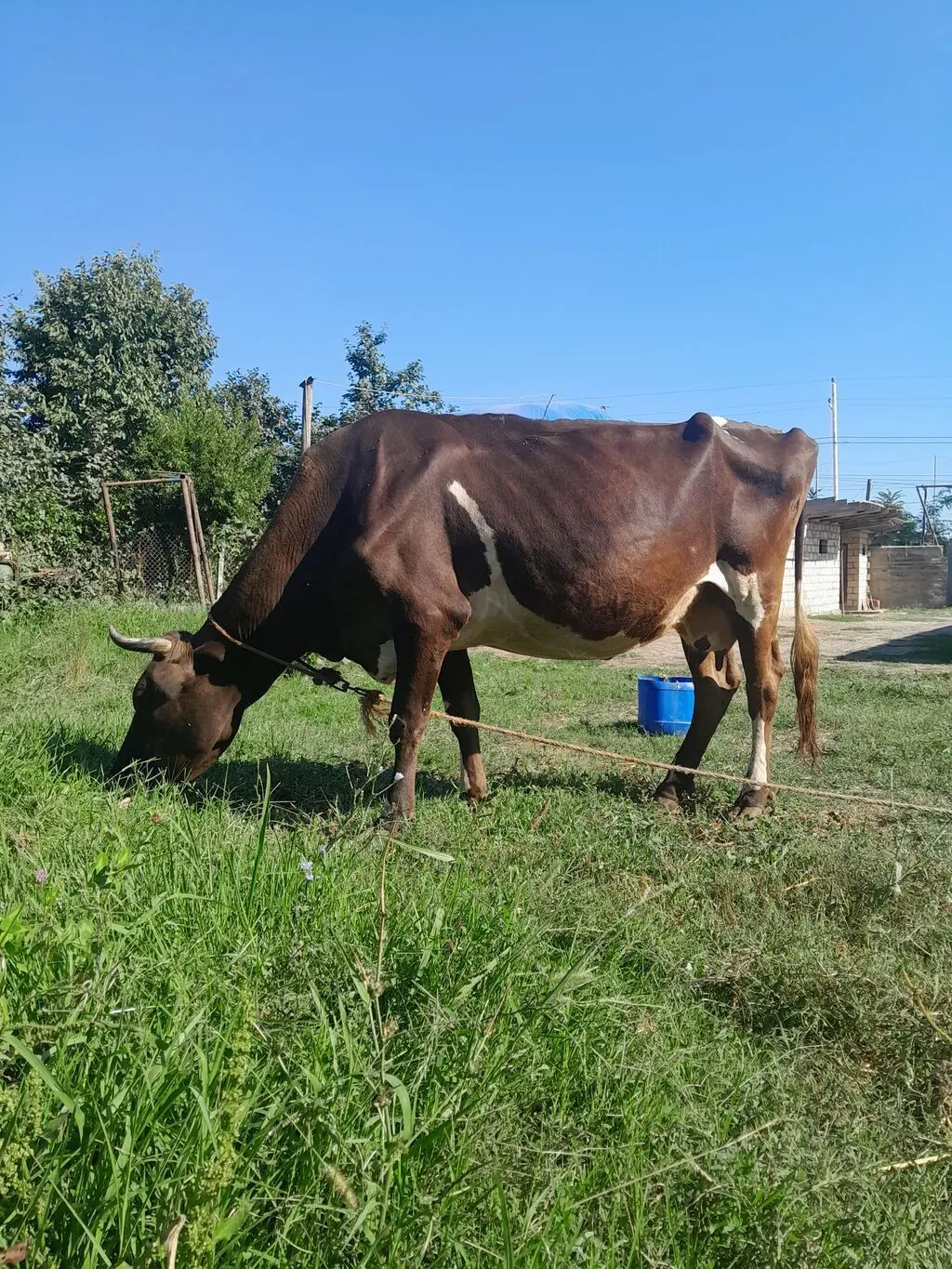 İnəklər — Heyvanlar, Quşlar, Balıqlar, Quba