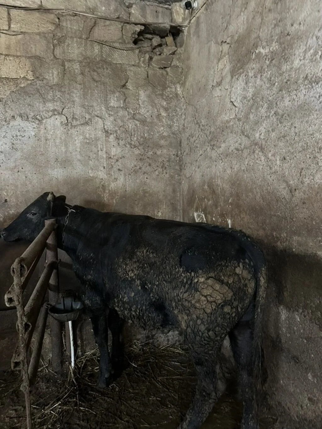Dana — Heyvanlar, Quşlar, Balıqlar, Sumqayıt