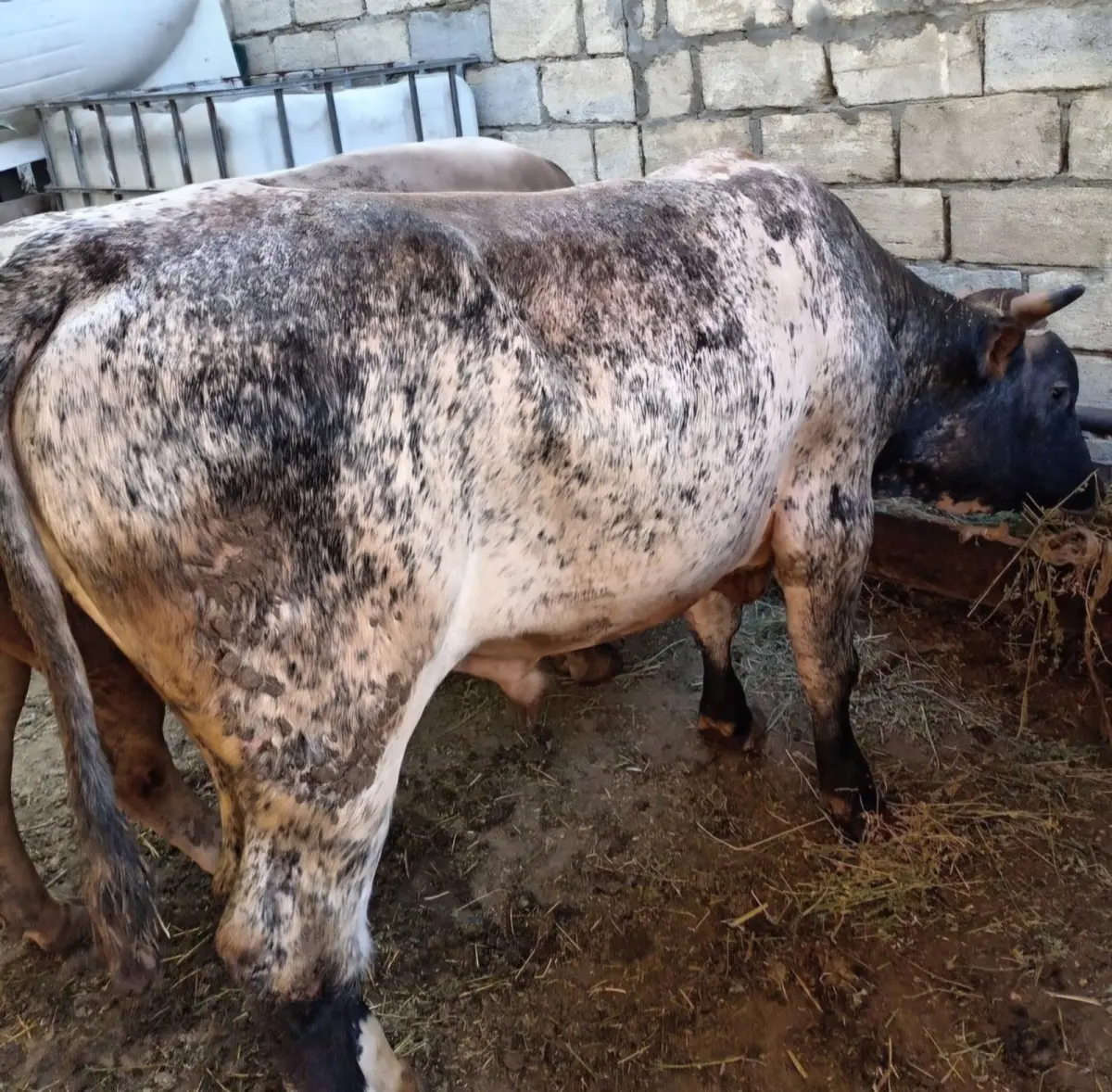 Dana — Heyvanlar, Quşlar, Balıqlar, Bakı