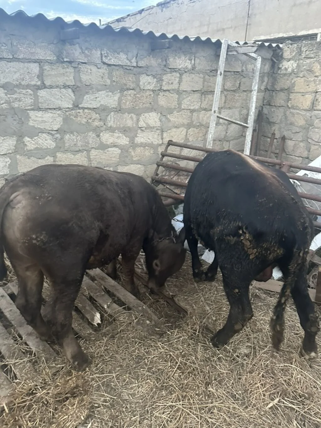 Dana — Heyvanlar, Quşlar, Balıqlar, Sumqayıt