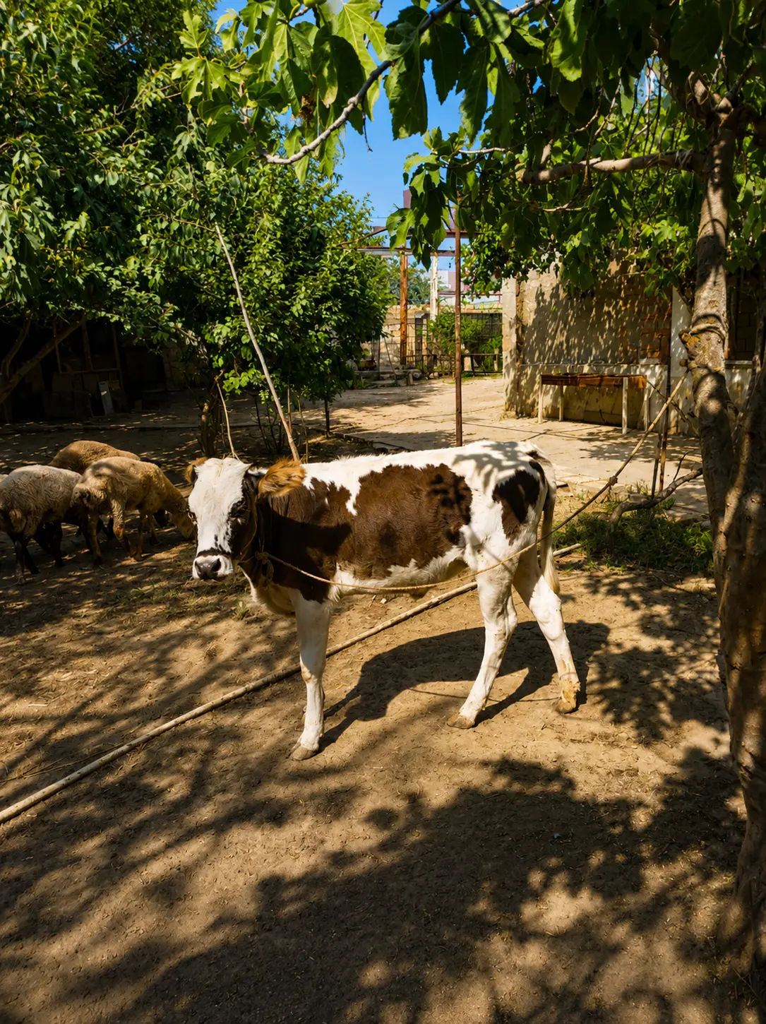 Dana — Heyvanlar, Quşlar, Balıqlar, Bakı