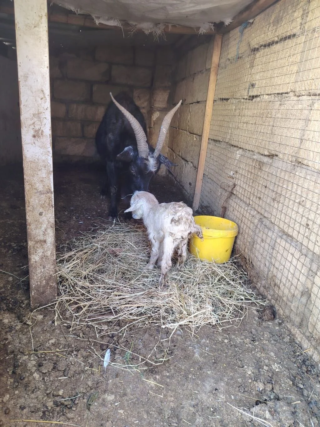 Keçi — Heyvanlar, Quşlar, Balıqlar, Bakı