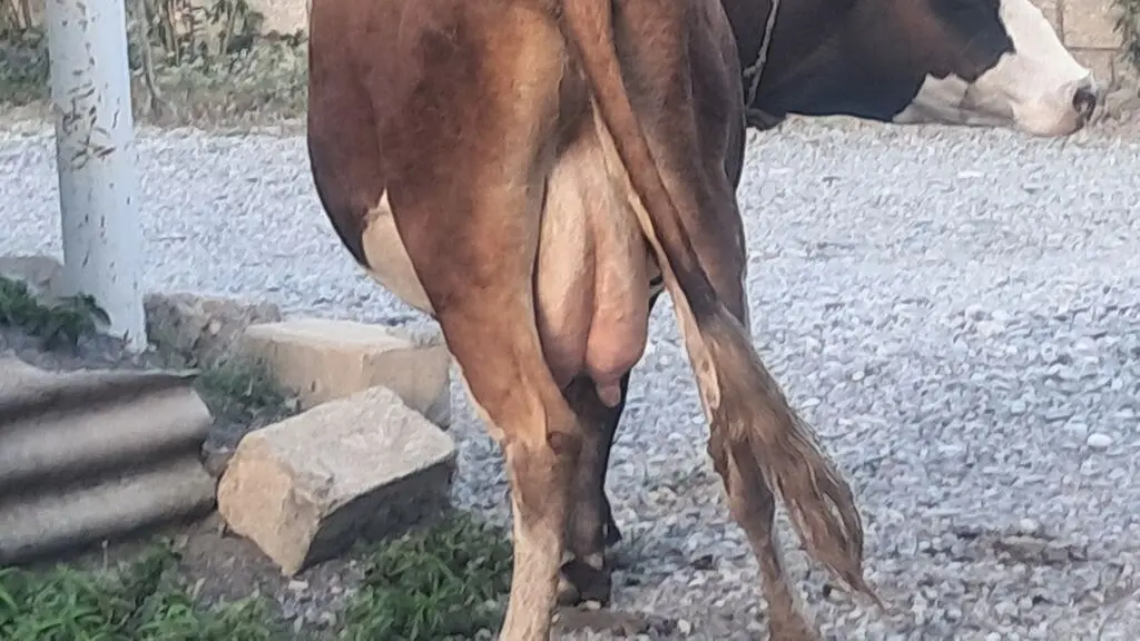 Balalı inək — Heyvanlar, Quşlar, Balıqlar, Quba