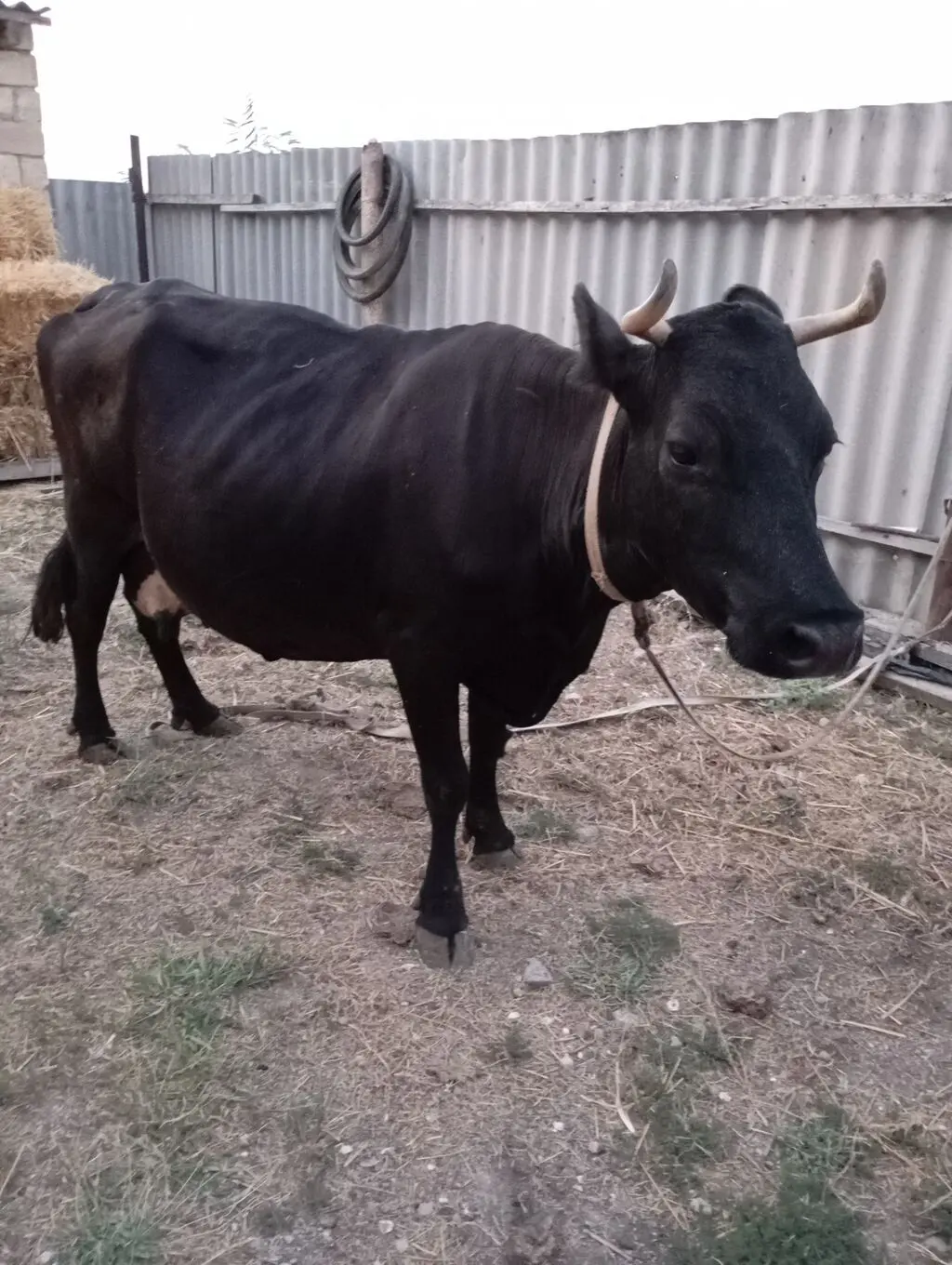 Balalı inək — Heyvanlar, Quşlar, Balıqlar, Salyan