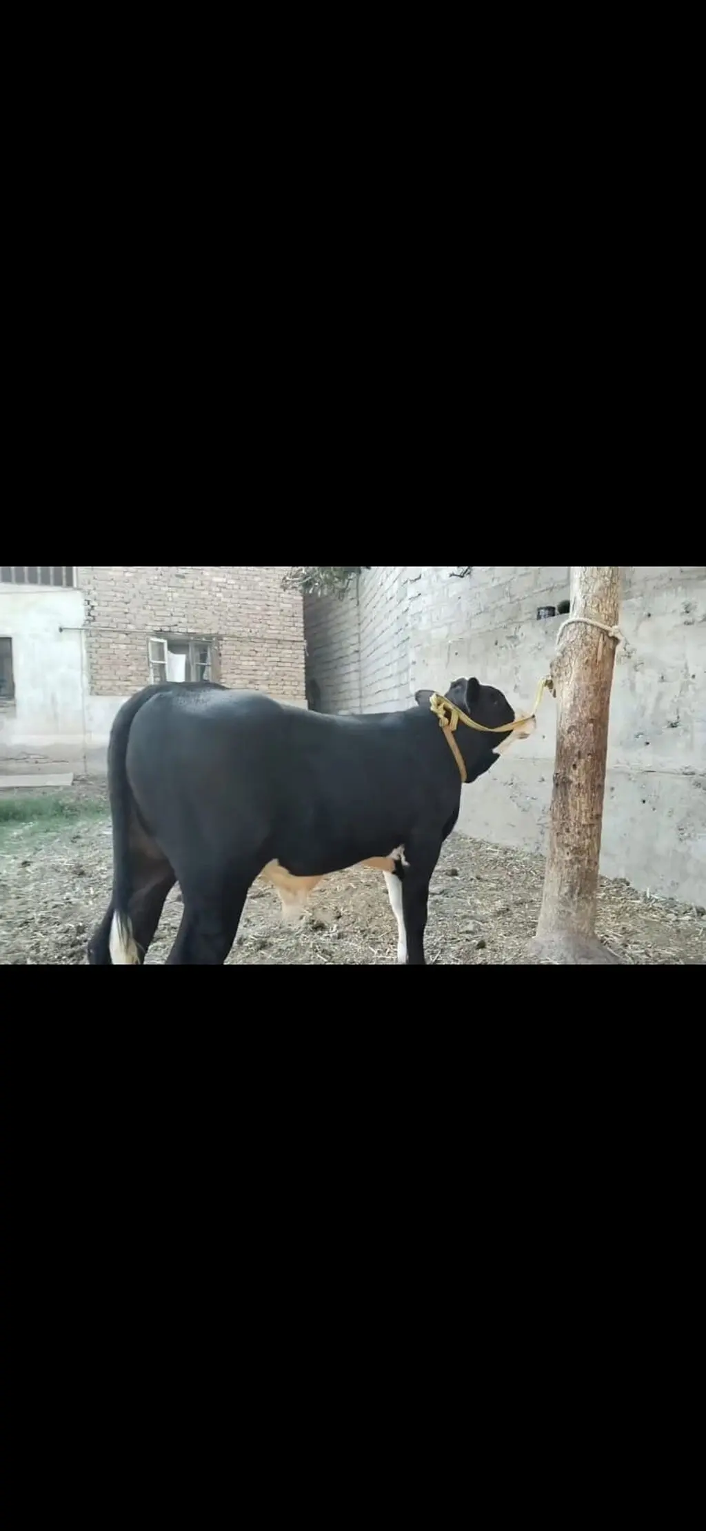 Dana — Heyvanlar, Quşlar, Balıqlar, İsmayıllı