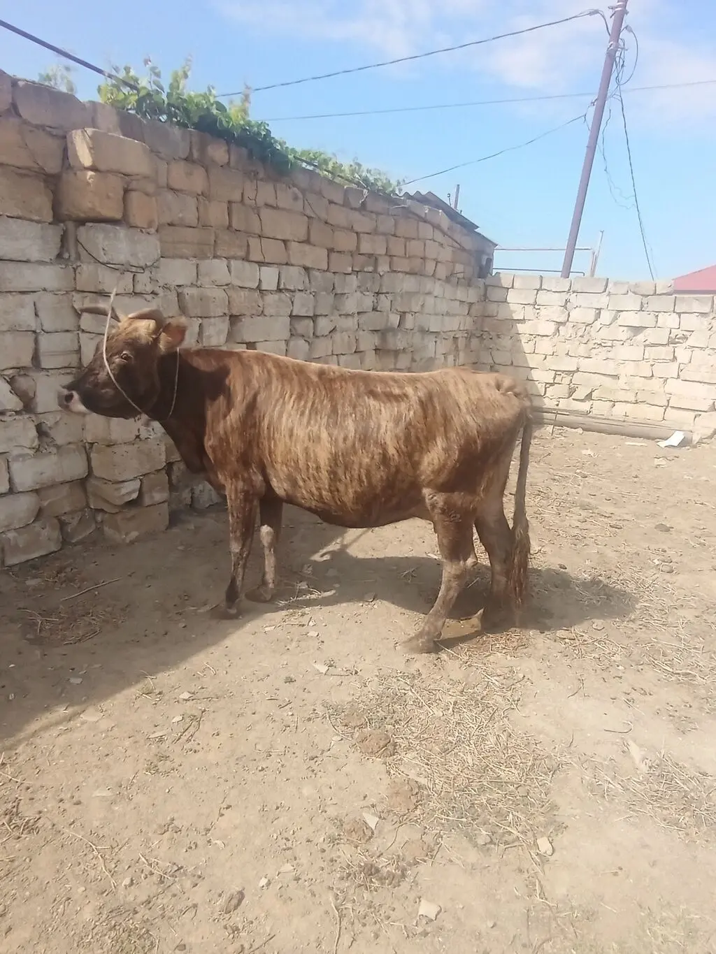 İnək — Heyvanlar, Quşlar, Balıqlar, Xırdalan