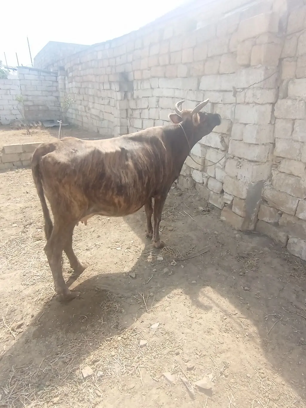 İnək — Heyvanlar, Quşlar, Balıqlar, Xırdalan