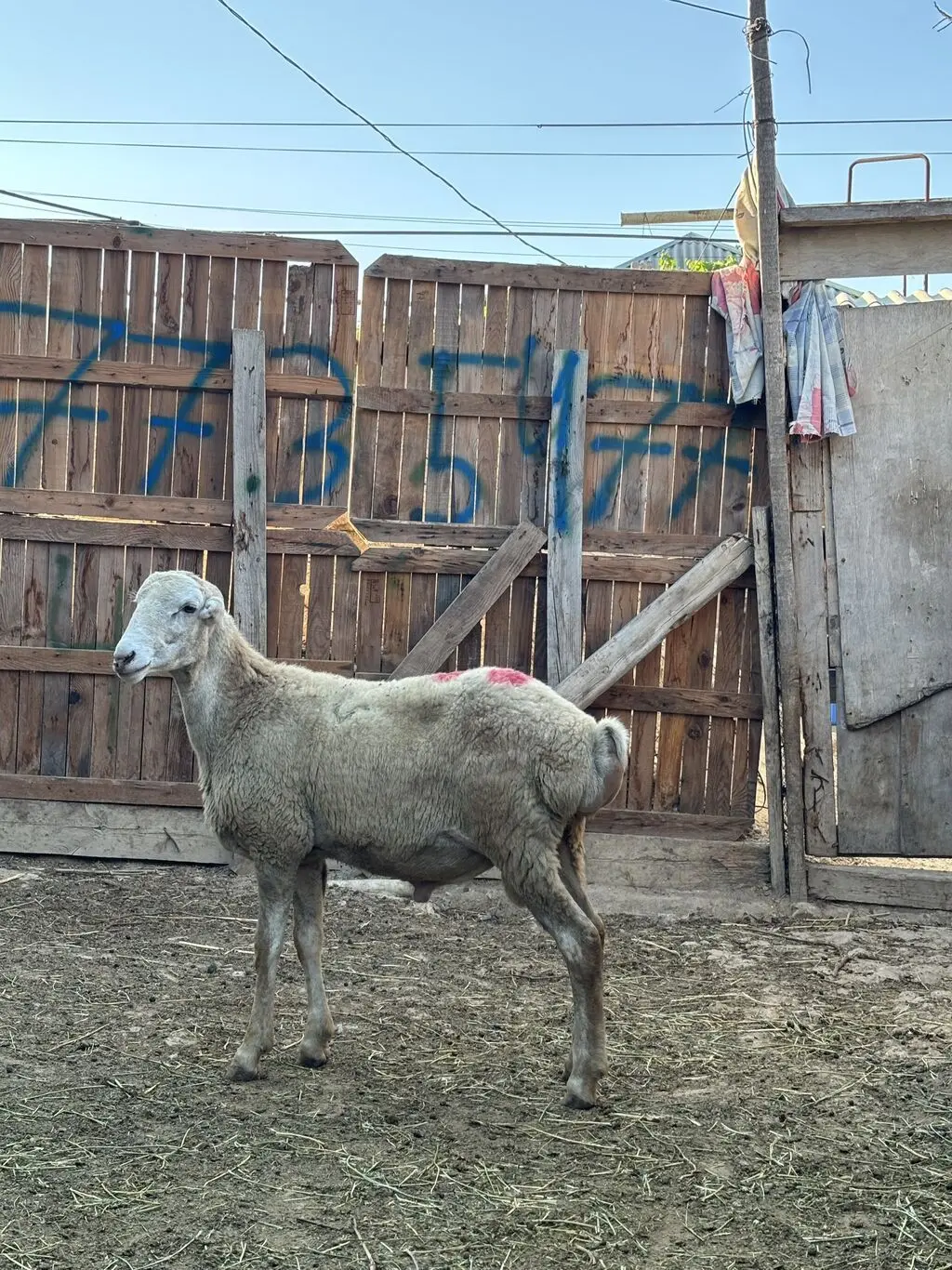 Quzular — Heyvanlar, Quşlar, Balıqlar, Bakı