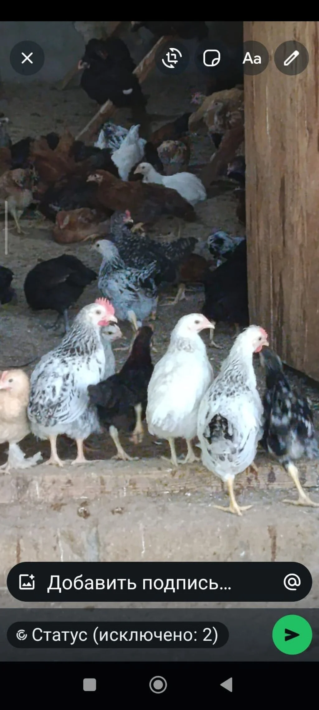 Cücə — Heyvanlar, Quşlar, Balıqlar, Goranboy