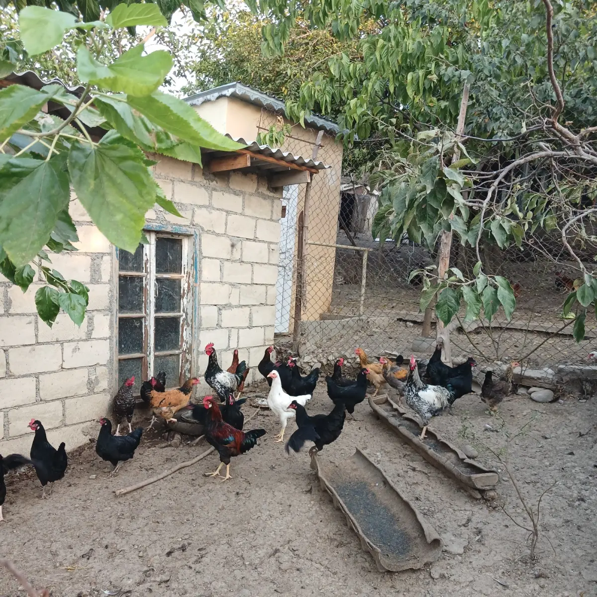 Çolpalar — Heyvanlar, Quşlar, Balıqlar, İsmayıllı