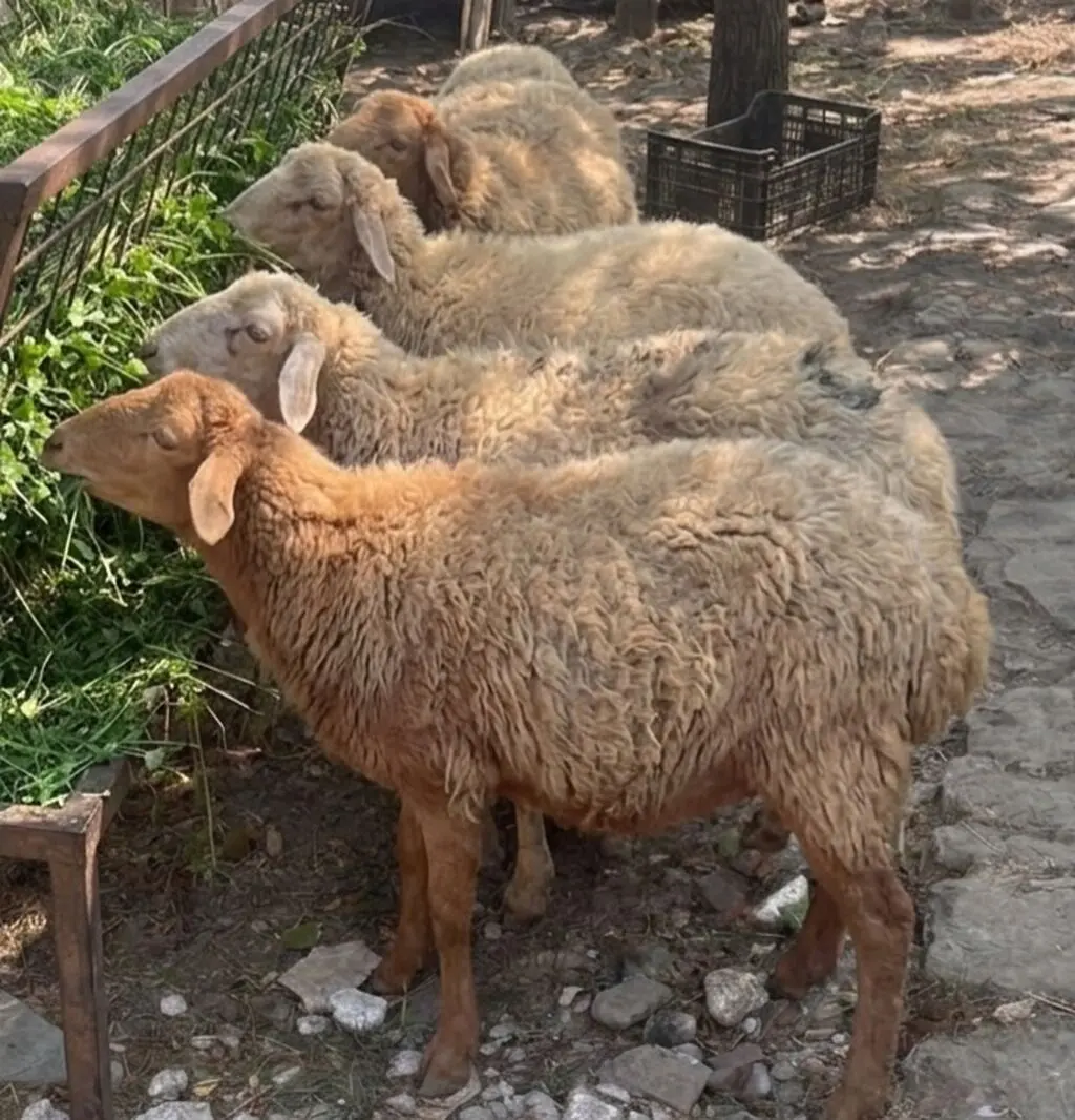 Qoyunlar — Heyvanlar, Quşlar, Balıqlar, Şamaxı
