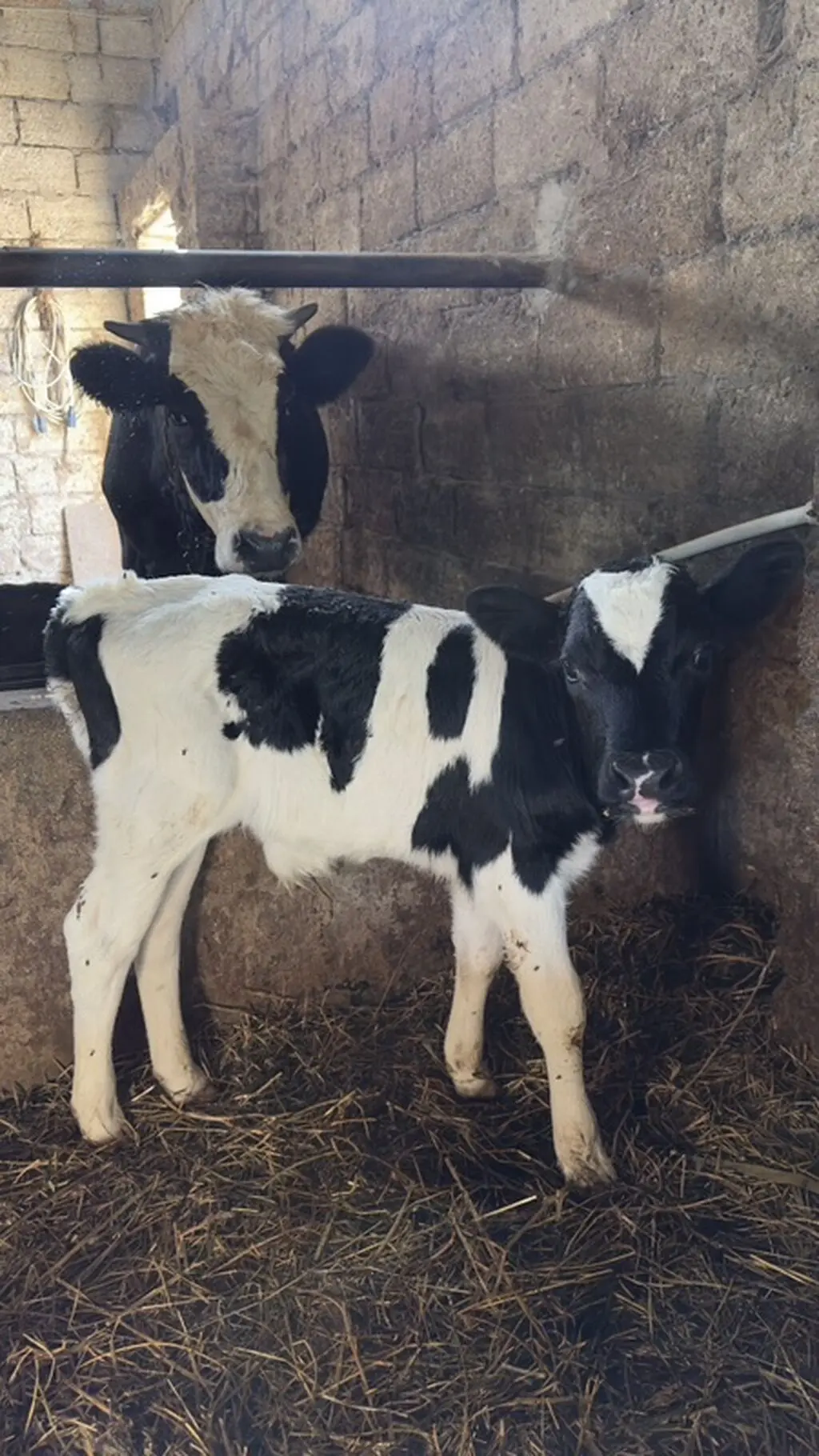 Buzov — Heyvanlar, Quşlar, Balıqlar, Bakı