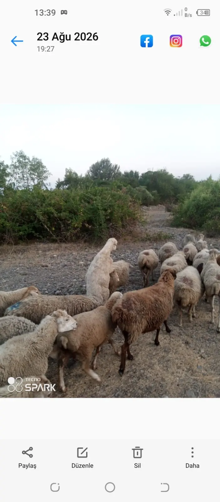 Qoyunlar — Heyvanlar, Quşlar, Balıqlar, Qəbələ