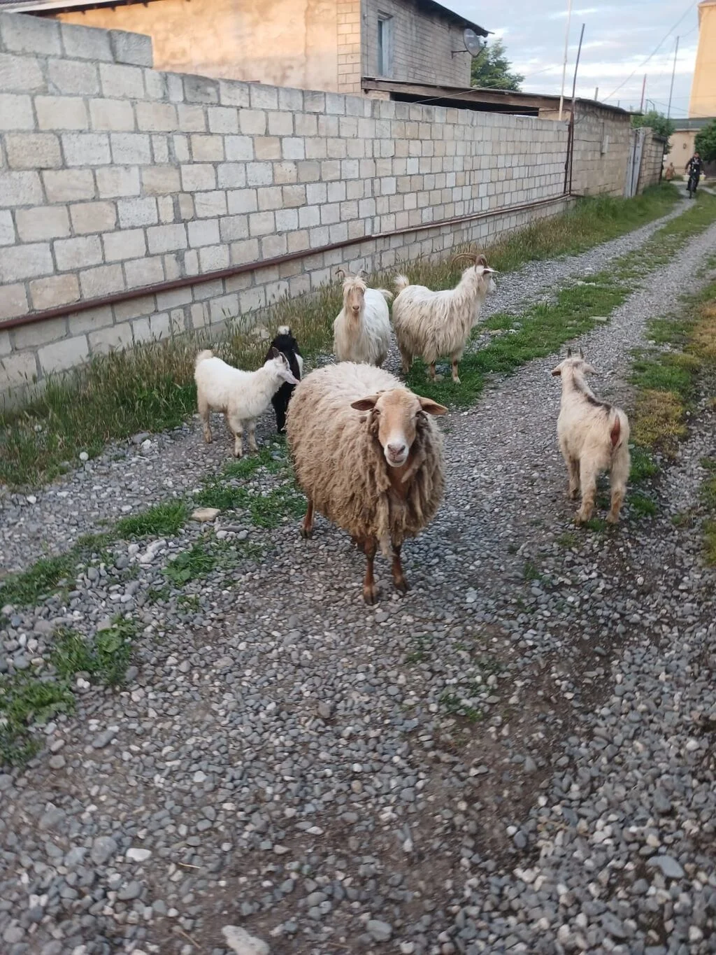 Qoyun — Heyvanlar, Quşlar, Balıqlar, Bakı