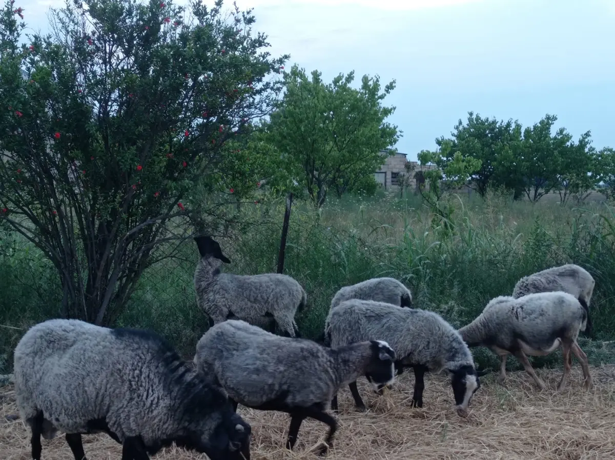 Qoyunlar — Heyvanlar, Quşlar, Balıqlar, Goranboy