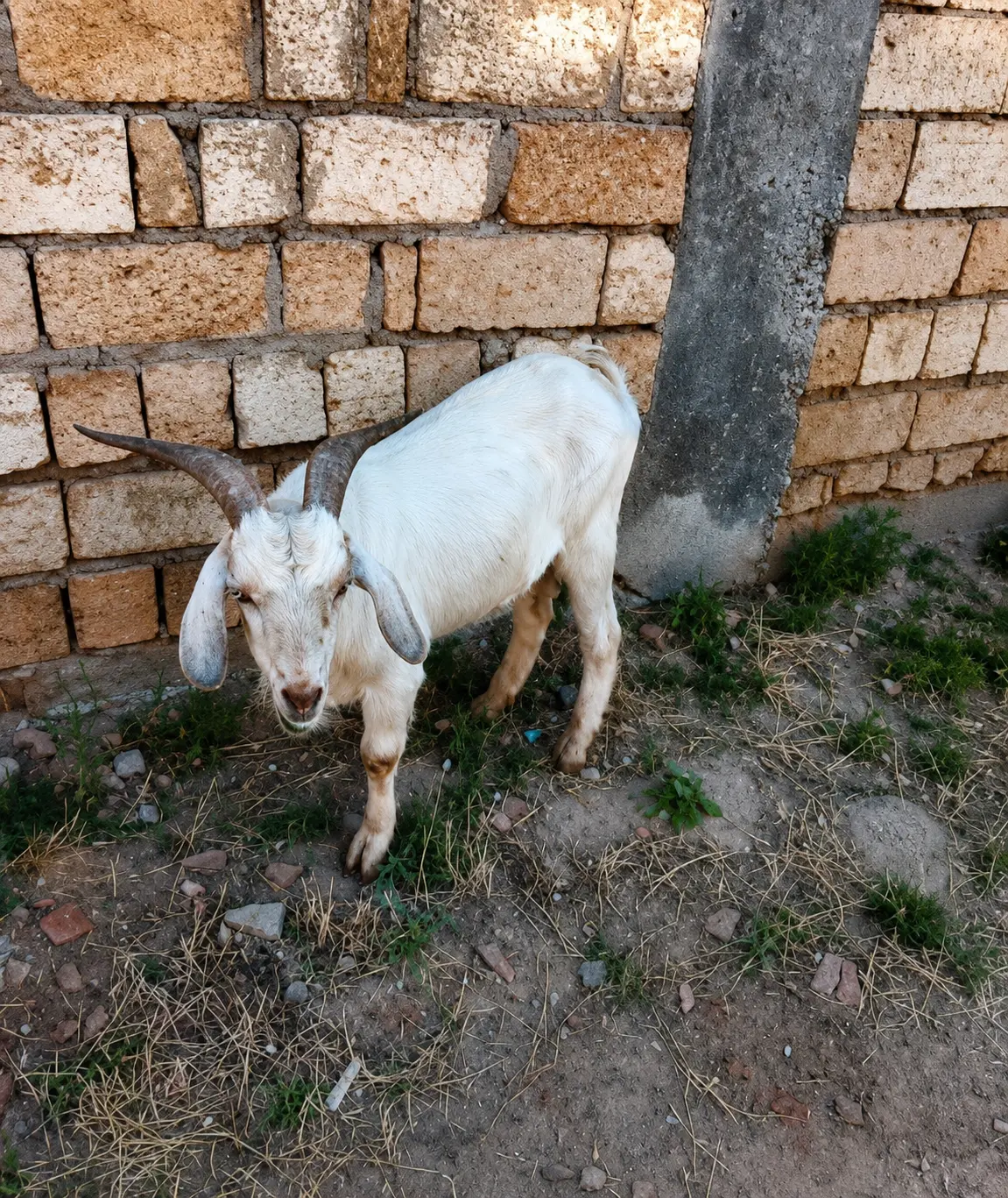Keçilər — Heyvanlar, Quşlar, Balıqlar, Bakı