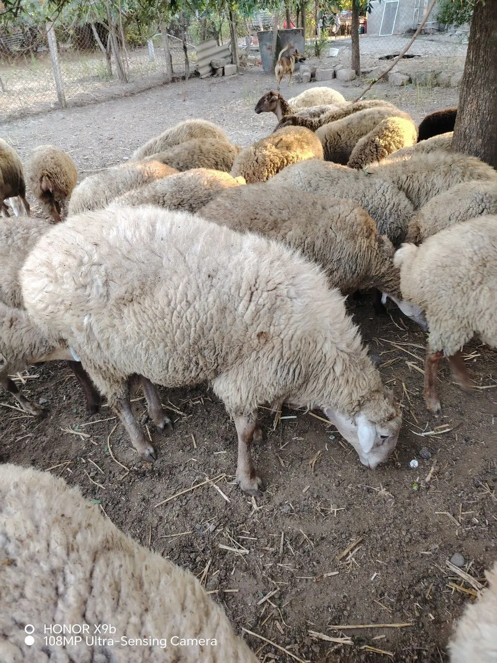 Qoç — Heyvanlar, Quşlar, Balıqlar, Cəlilabad