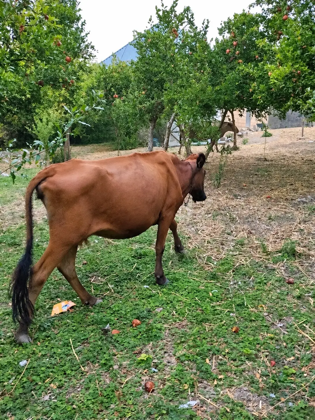 İnəklər — Heyvanlar, Quşlar, Balıqlar, Göyçay