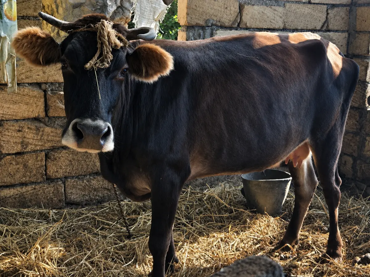 İnək — Heyvanlar, Quşlar, Balıqlar, Qax