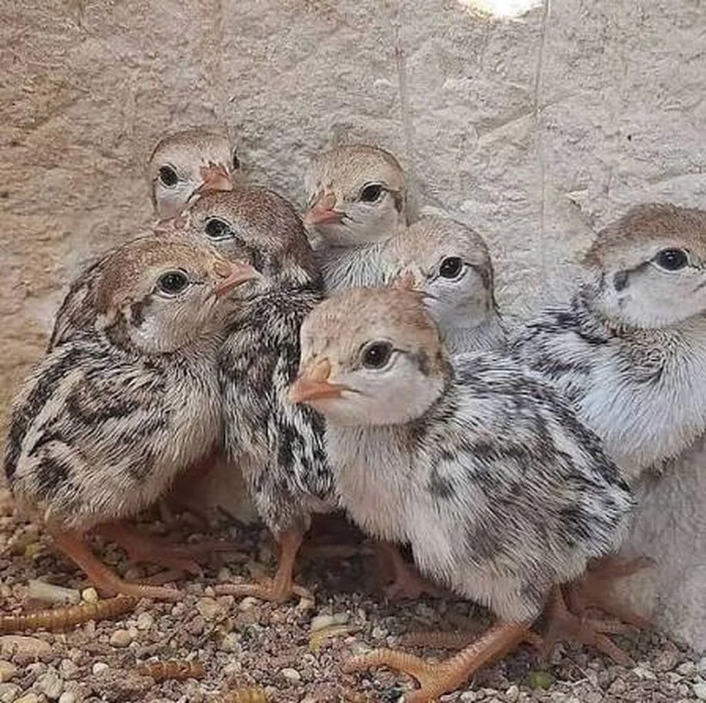 Kəklik — Heyvanlar, Quşlar, Balıqlar, Bakı