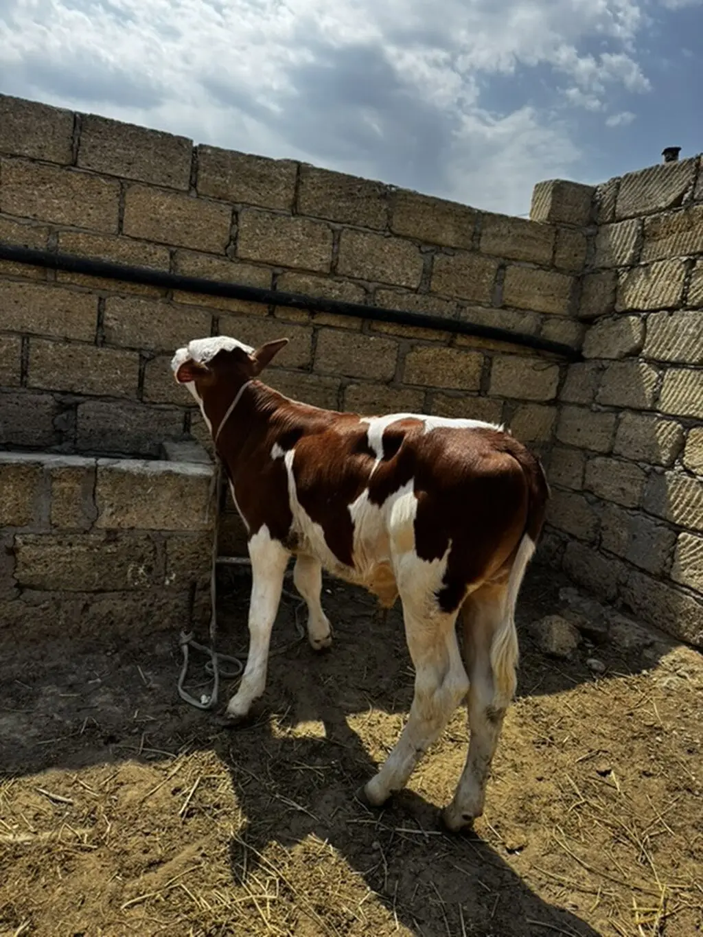 buzovlar — Heyvanlar, Quşlar, Balıqlar, Sumqayıt