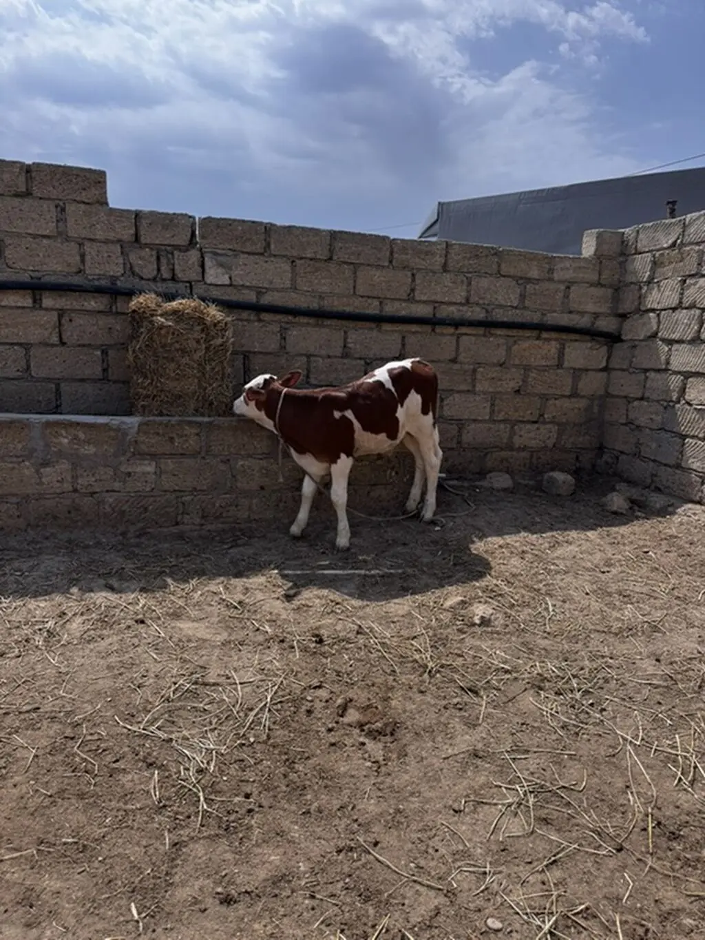buzovlar — Heyvanlar, Quşlar, Balıqlar, Sumqayıt